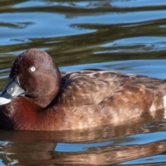 Aythya australis at Bundaberg North, QLD - 17 Sep 2020