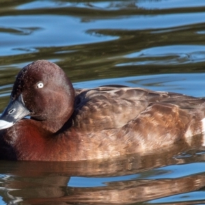 Aythya australis at Bundaberg North, QLD - 17 Sep 2020 09:09 AM