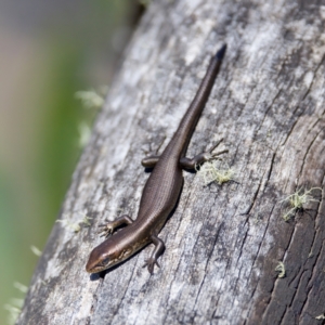 Pseudemoia entrecasteauxii at Gibraltar Pines - 25 Feb 2024