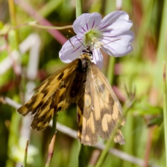 Heteronympha penelope at Gibraltar Pines - 25 Feb 2024 by KorinneM