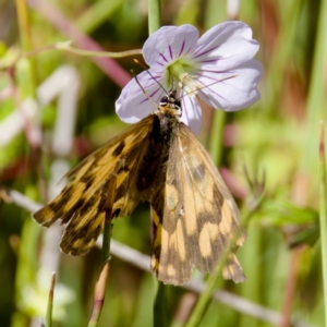 Heteronympha cordace at Gibraltar Pines - 25 Feb 2024