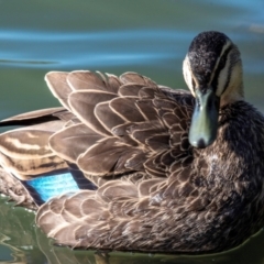 Anas superciliosa (Pacific Black Duck) at Bundaberg North, QLD - 16 Sep 2020 by Petesteamer