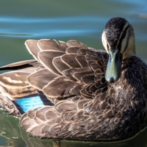 Anas superciliosa (Pacific Black Duck) at Bundaberg North, QLD by Petesteamer