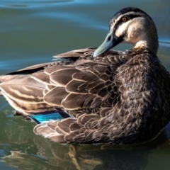 Anas superciliosa at Bundaberg North, QLD - 17 Sep 2020