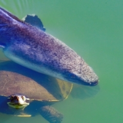 Anguilla australis at Bundaberg North, QLD - 16 Sep 2020 by Petesteamer