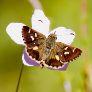 Dispar compacta at Gibraltar Pines - 25 Feb 2024 11:41 AM