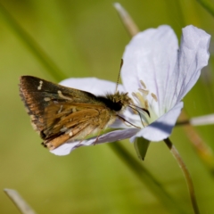 Dispar compacta at Gibraltar Pines - 25 Feb 2024