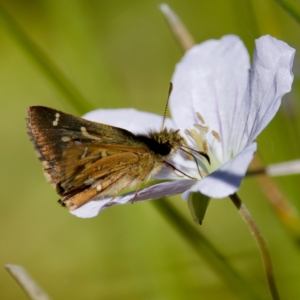 Dispar compacta at Gibraltar Pines - 25 Feb 2024