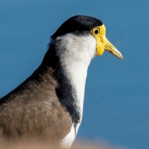 Vanellus miles at Bundaberg North, QLD - 17 Sep 2020