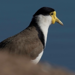 Vanellus miles at Bundaberg North, QLD - 17 Sep 2020