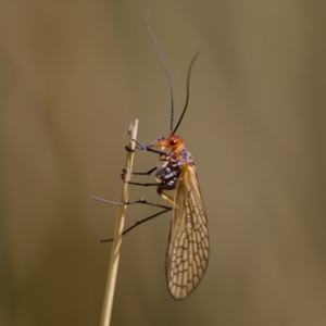 Chorista australis at Gibraltar Pines - 25 Feb 2024 11:49 AM