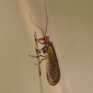 Chorista australis at Gibraltar Pines - 25 Feb 2024 11:49 AM