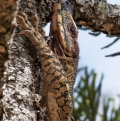 Varanus varius (Lace Monitor) at Good Night Scrub National Park - 18 Sep 2020 by Petesteamer