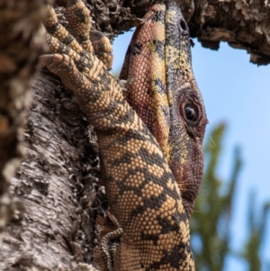 Varanus varius at Good Night Scrub National Park - suppressed
