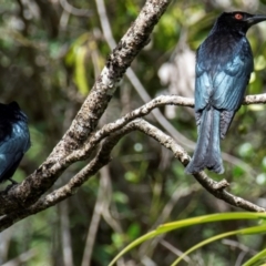 Dicrurus bracteatus (Spangled Drongo) at Bundaberg North, QLD - 19 Sep 2020 by Petesteamer