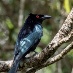 Dicrurus bracteatus at Bundaberg North, QLD - 19 Sep 2020