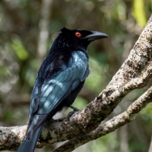 Dicrurus bracteatus at Bundaberg North, QLD - 19 Sep 2020