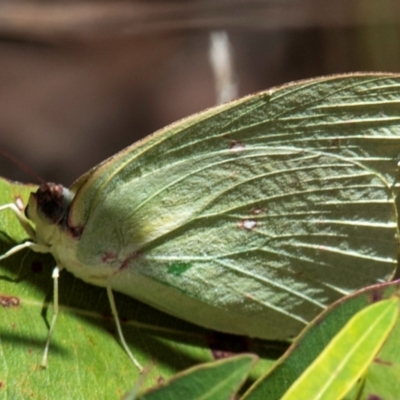 Unidentified White & Yellow (Pieridae) at Bundaberg North, QLD - 19 Sep 2020 by Petesteamer