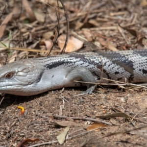 Tiliqua scincoides scincoides at Bundaberg North, QLD - 19 Sep 2020 12:45 PM