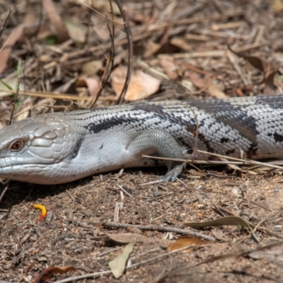 Tiliqua nigrolutea at Bundaberg North, QLD - 19 Sep 2020 by Petesteamer