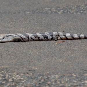 Tiliqua scincoides scincoides at Bundaberg North, QLD - 19 Sep 2020 12:45 PM