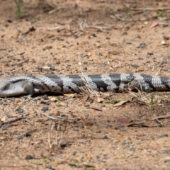 Tiliqua scincoides scincoides at Bundaberg North, QLD - 19 Sep 2020 12:45 PM