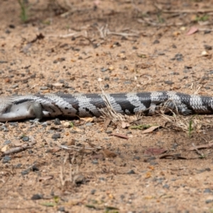 Tiliqua scincoides scincoides at Bundaberg North, QLD - 19 Sep 2020 12:45 PM