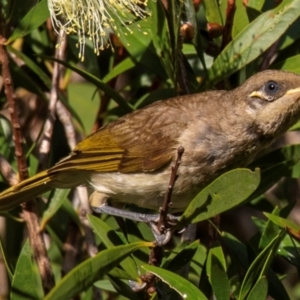 Lichmera indistincta (Brown Honeyeater) at Bundaberg North, QLD by Petesteamer