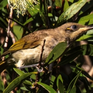 Lichmera indistincta at Bundaberg North, QLD - 20 Sep 2020