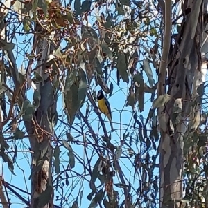 Falcunculus frontatus at Albury - 22 Apr 2024