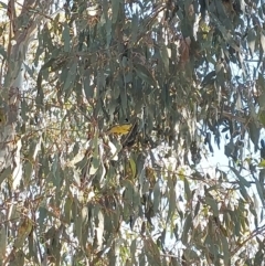 Falcunculus frontatus at Albury - 22 Apr 2024