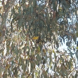 Falcunculus frontatus at Albury - 22 Apr 2024