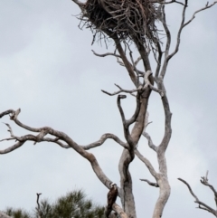 Pandion haliaetus (Osprey) at Euleilah, QLD - 20 Sep 2020 by Petesteamer