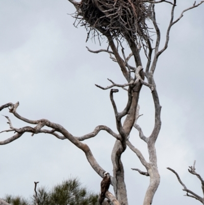 Pandion haliaetus (Osprey) at Euleilah, QLD - 20 Sep 2020 by Petesteamer