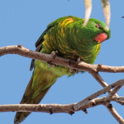 Trichoglossus chlorolepidotus (Scaly-breasted Lorikeet) at Bundaberg North, QLD - 21 Sep 2020 by Petesteamer