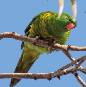 Trichoglossus chlorolepidotus (Scaly-breasted Lorikeet) at Bundaberg North, QLD by Petesteamer