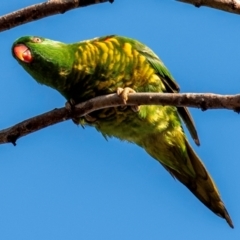 Trichoglossus chlorolepidotus at Bundaberg North, QLD - 21 Sep 2020 09:10 AM