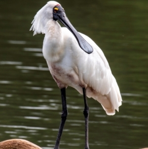 Platalea regia at Bundaberg North, QLD - 21 Sep 2020