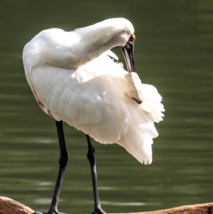 Platalea regia at Bundaberg North, QLD - 21 Sep 2020