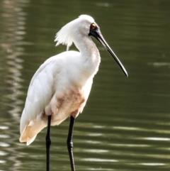 Platalea regia at Bundaberg North, QLD - 21 Sep 2020