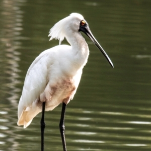 Platalea regia at Bundaberg North, QLD - 21 Sep 2020