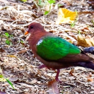 Chalcophaps longirostris at Mon Repos, QLD - 23 Sep 2020