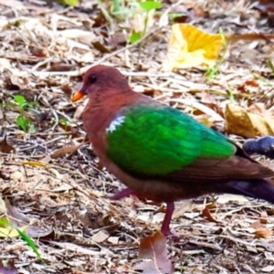 Chalcophaps longirostris (Pacific Emerald Dove) at Mon Repos, QLD by Petesteamer