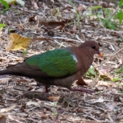 Chalcophaps longirostris at Mon Repos, QLD - 23 Sep 2020 10:16 AM