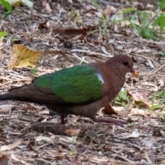 Chalcophaps longirostris at Mon Repos, QLD - 23 Sep 2020