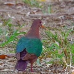 Chalcophaps longirostris at Mon Repos, QLD - 23 Sep 2020 10:16 AM