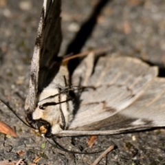 Chelepteryx collesi (White-stemmed Gum Moth) at Acton, ACT - 22 Apr 2024 by Thurstan