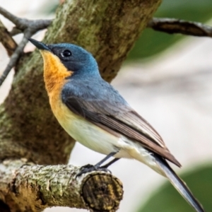 Myiagra rubecula at Mon Repos, QLD - 23 Sep 2020 10:41 AM