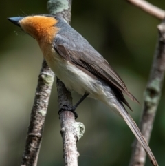 Myiagra rubecula at Mon Repos, QLD - 23 Sep 2020