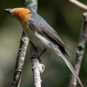 Myiagra rubecula at Mon Repos, QLD - 23 Sep 2020